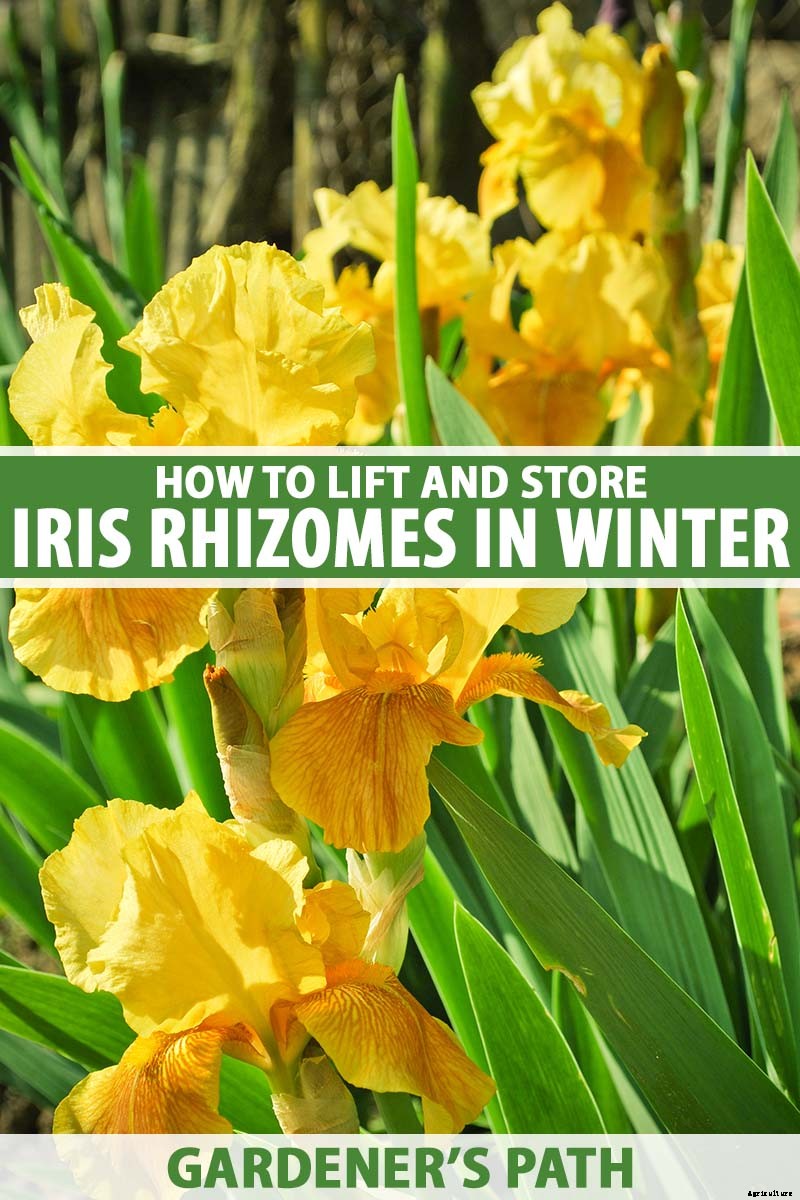 5 Easy Steps to Store Iris Rhizomes In Winter
