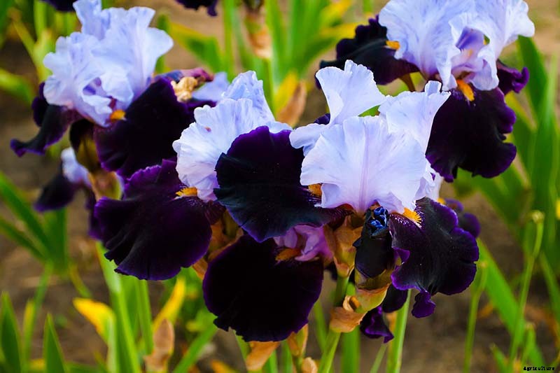 5 Easy Steps to Store Iris Rhizomes In Winter