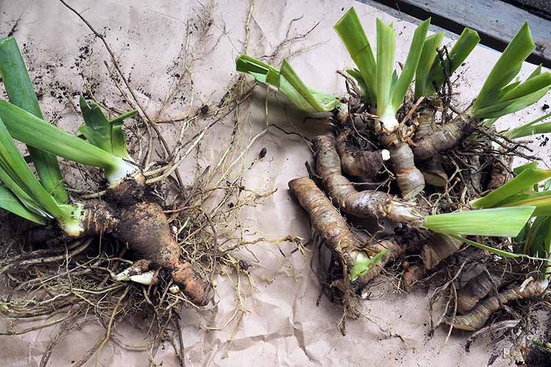 5 Easy Steps to Store Iris Rhizomes In Winter
