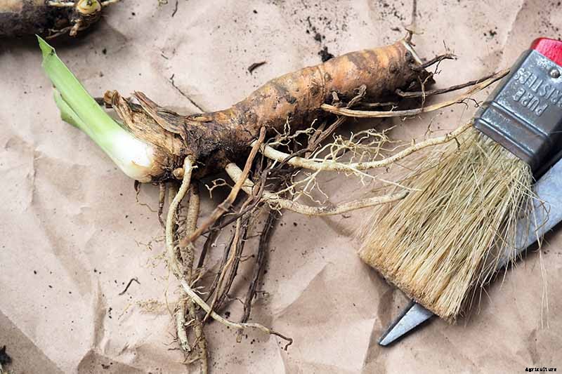 5 Easy Steps to Store Iris Rhizomes In Winter