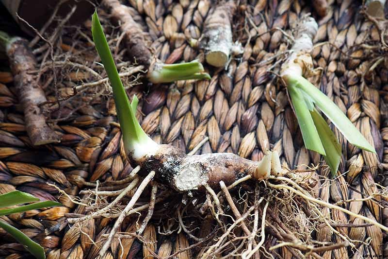 5 Easy Steps to Store Iris Rhizomes In Winter