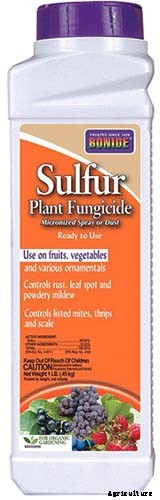 5 Easy Steps to Store Iris Rhizomes In Winter