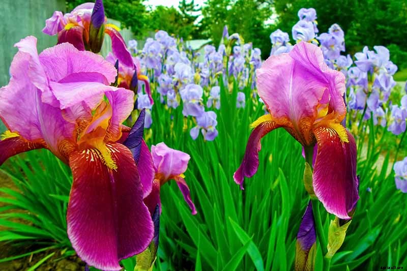 5 Easy Steps to Store Iris Rhizomes In Winter