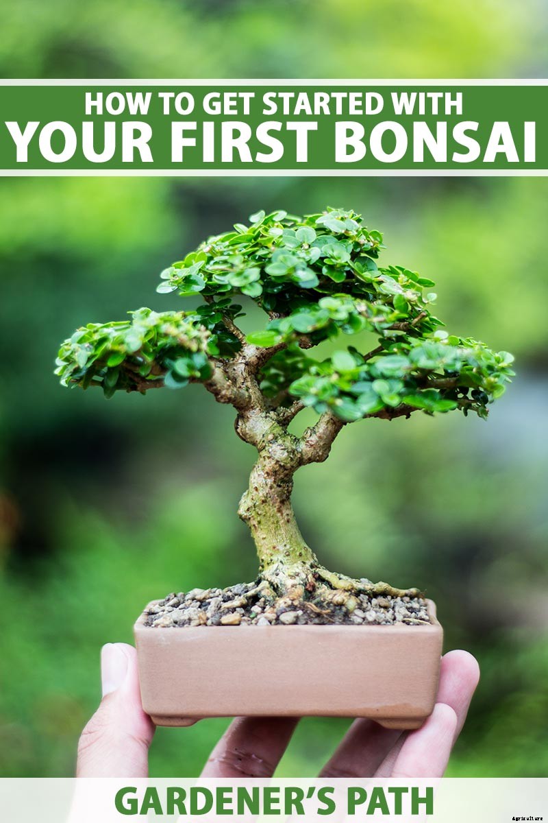 How to Get Started with Your First Bonsai Tree