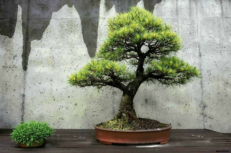 How to Get Started with Your First Bonsai Tree