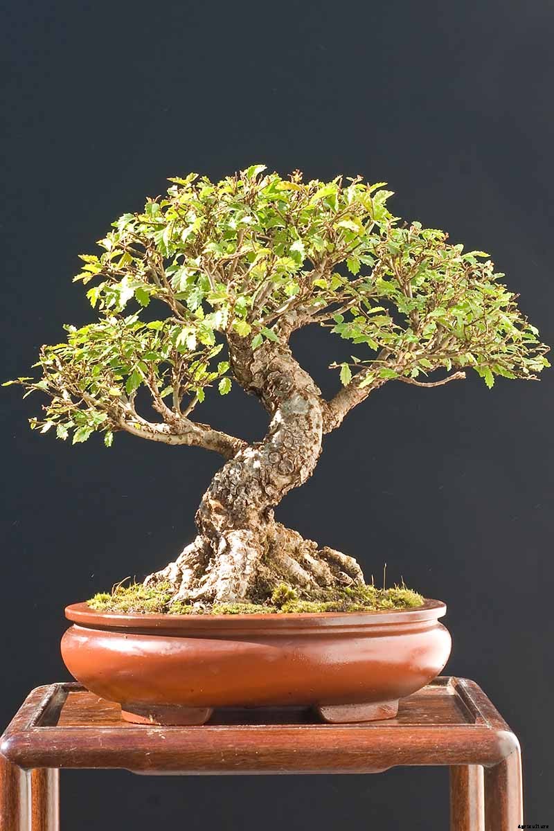 How to Get Started with Your First Bonsai Tree