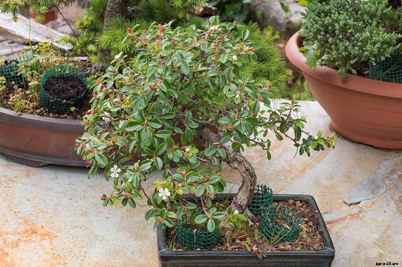 How to Get Started with Your First Bonsai Tree