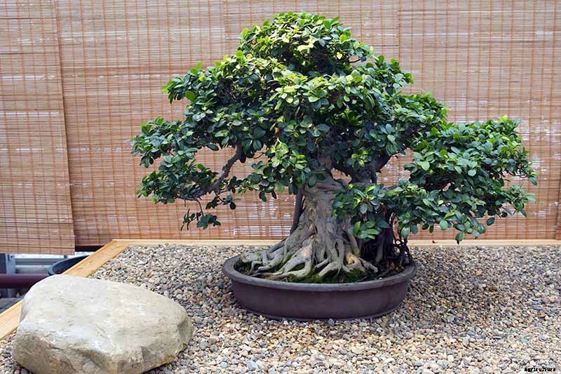 How to Get Started with Your First Bonsai Tree