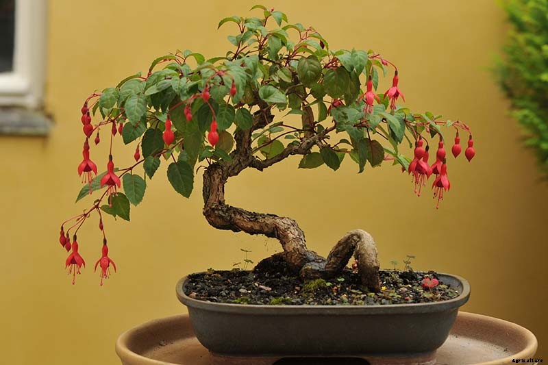 How to Get Started with Your First Bonsai Tree