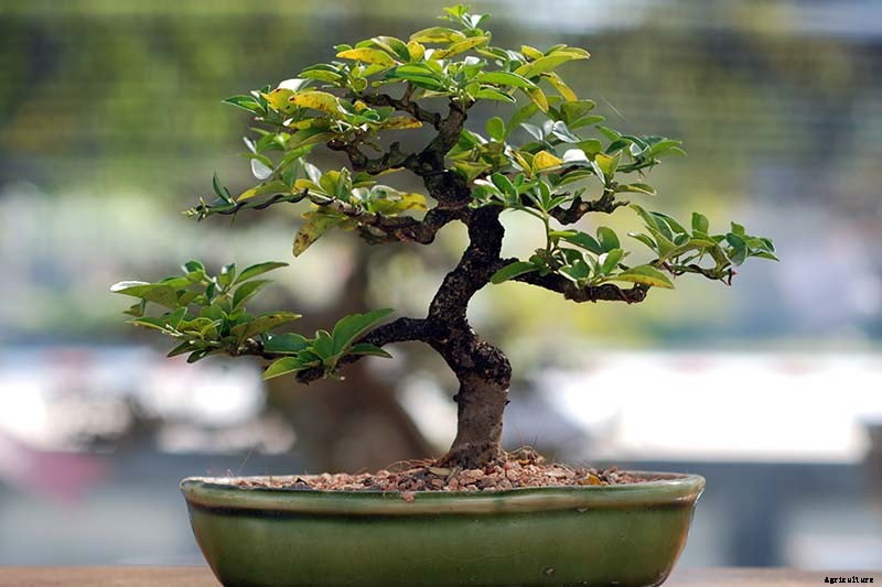 How to Get Started with Your First Bonsai Tree