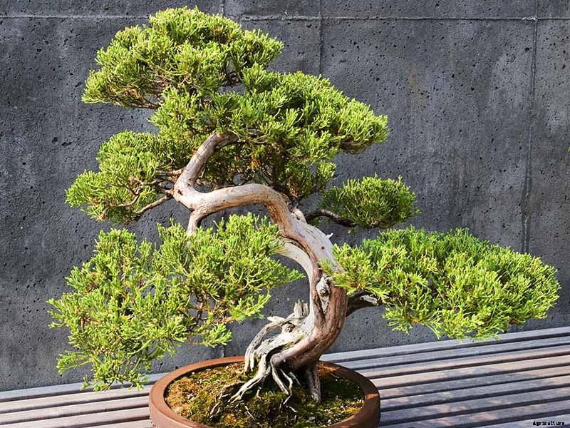 How to Get Started with Your First Bonsai Tree