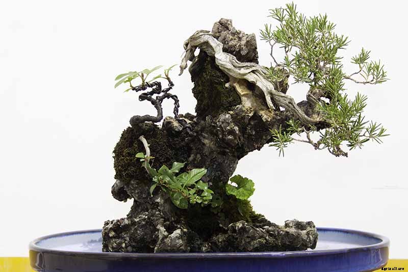 How to Get Started with Your First Bonsai Tree