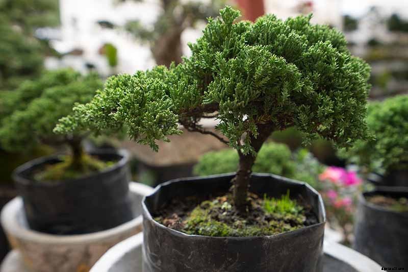 How to Get Started with Your First Bonsai Tree