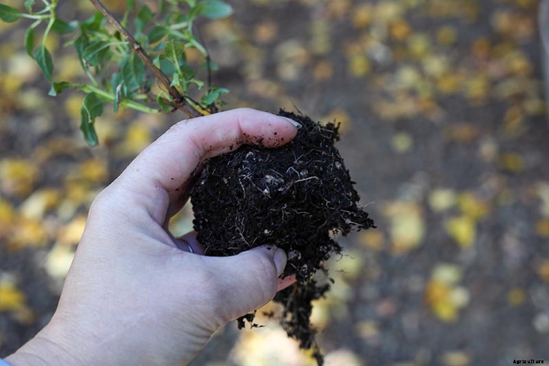 How to Get Started with Your First Bonsai Tree