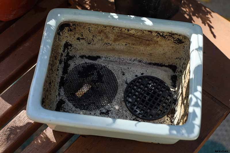 How to Get Started with Your First Bonsai Tree