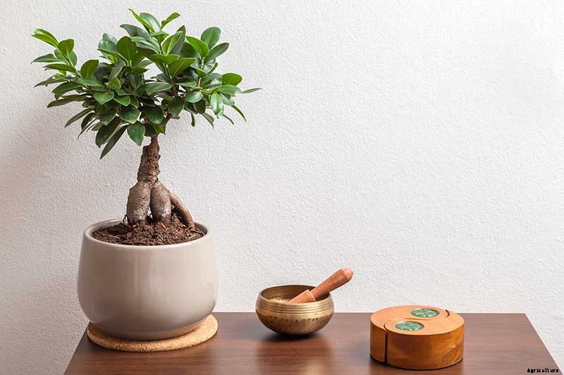 How to Get Started with Your First Bonsai Tree