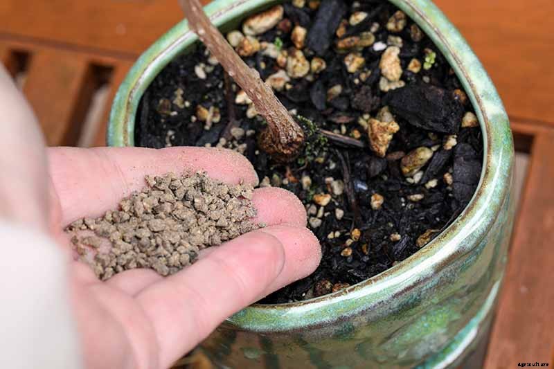 How to Get Started with Your First Bonsai Tree