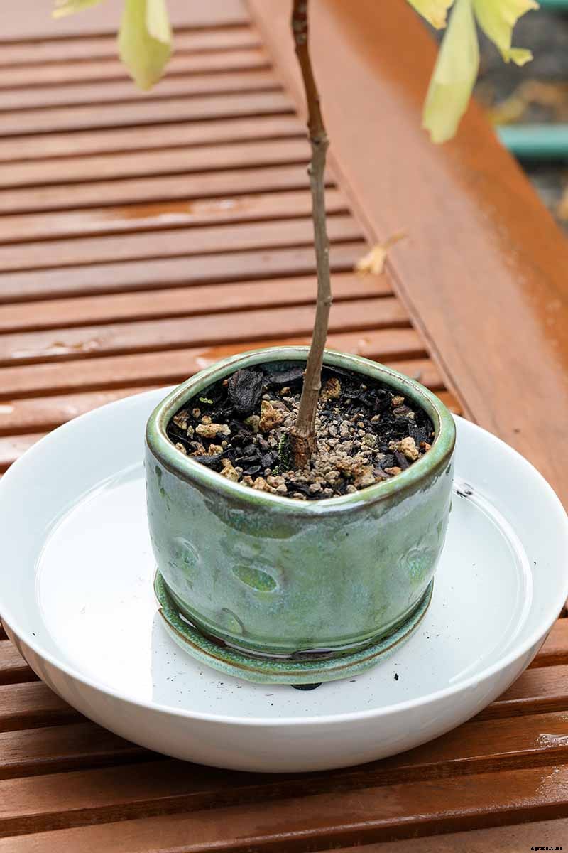 How to Get Started with Your First Bonsai Tree