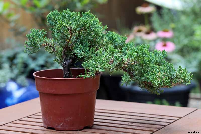 How to Get Started with Your First Bonsai Tree