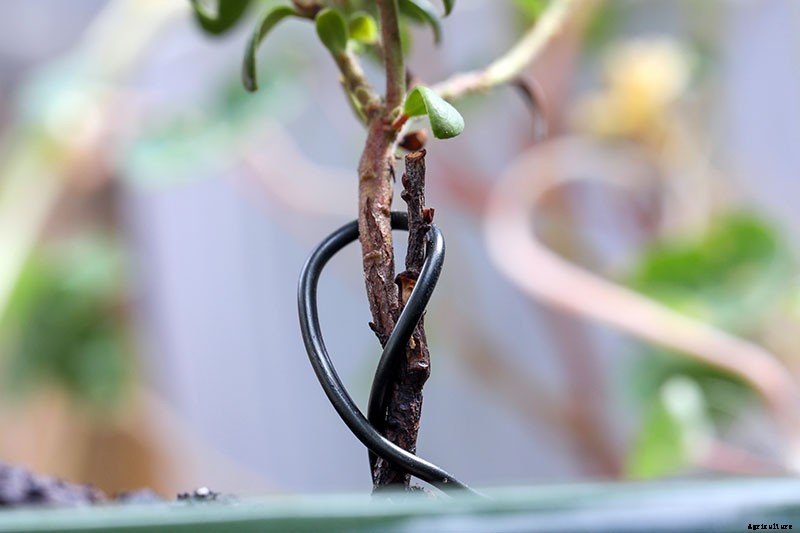 How to Get Started with Your First Bonsai Tree