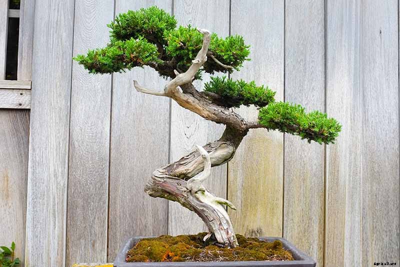 How to Get Started with Your First Bonsai Tree