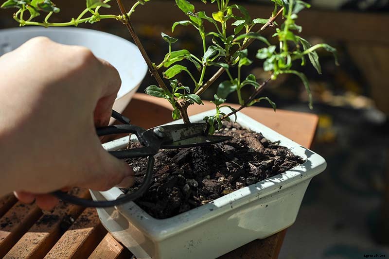 How to Get Started with Your First Bonsai Tree
