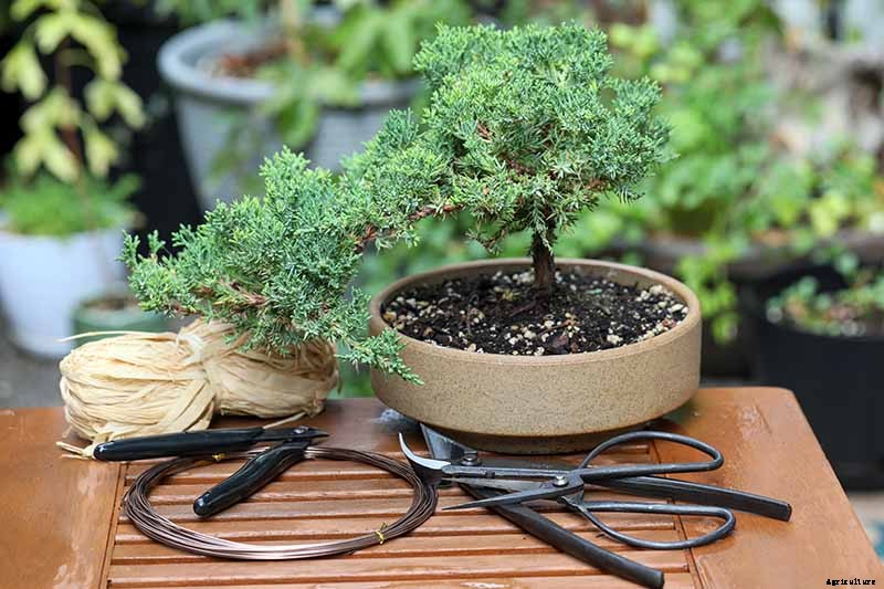 How to Get Started with Your First Bonsai Tree