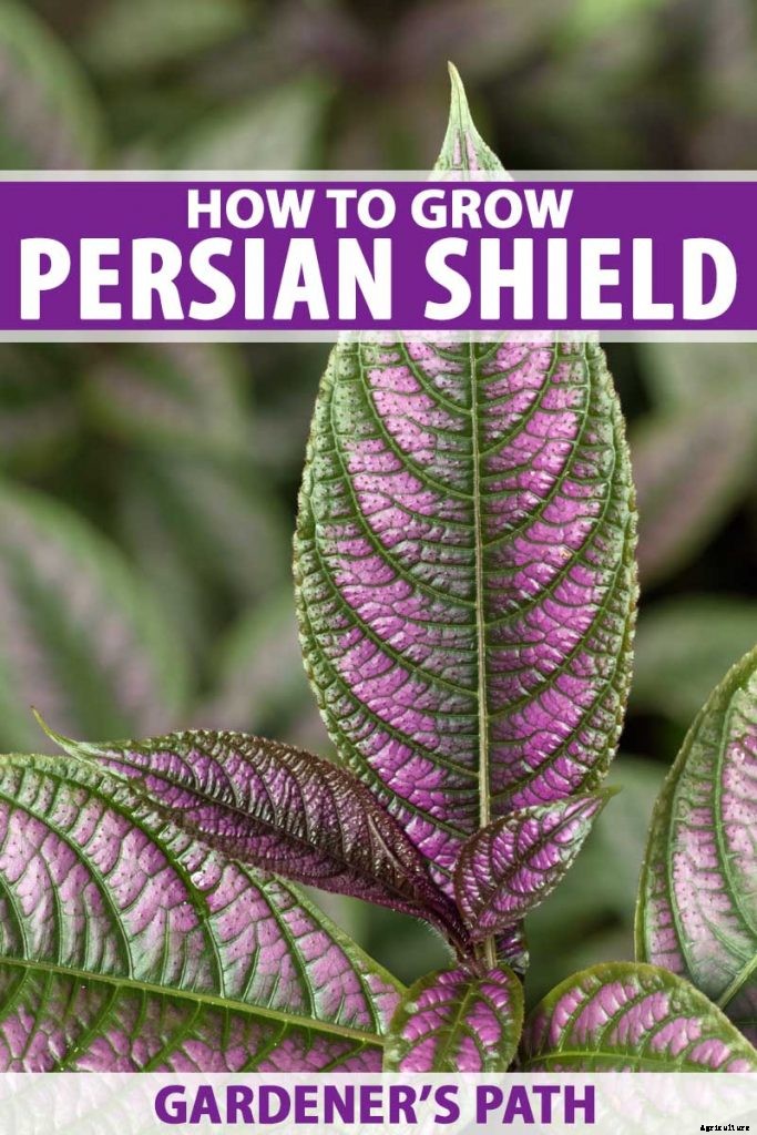 How to Grow Persian Shield, a Vividly Hued Foliage Plant