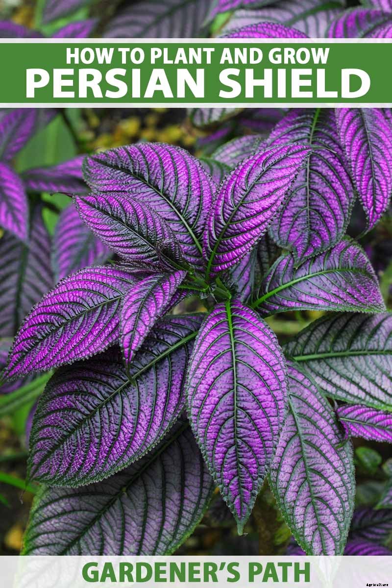 How to Grow Persian Shield, a Vividly Hued Foliage Plant