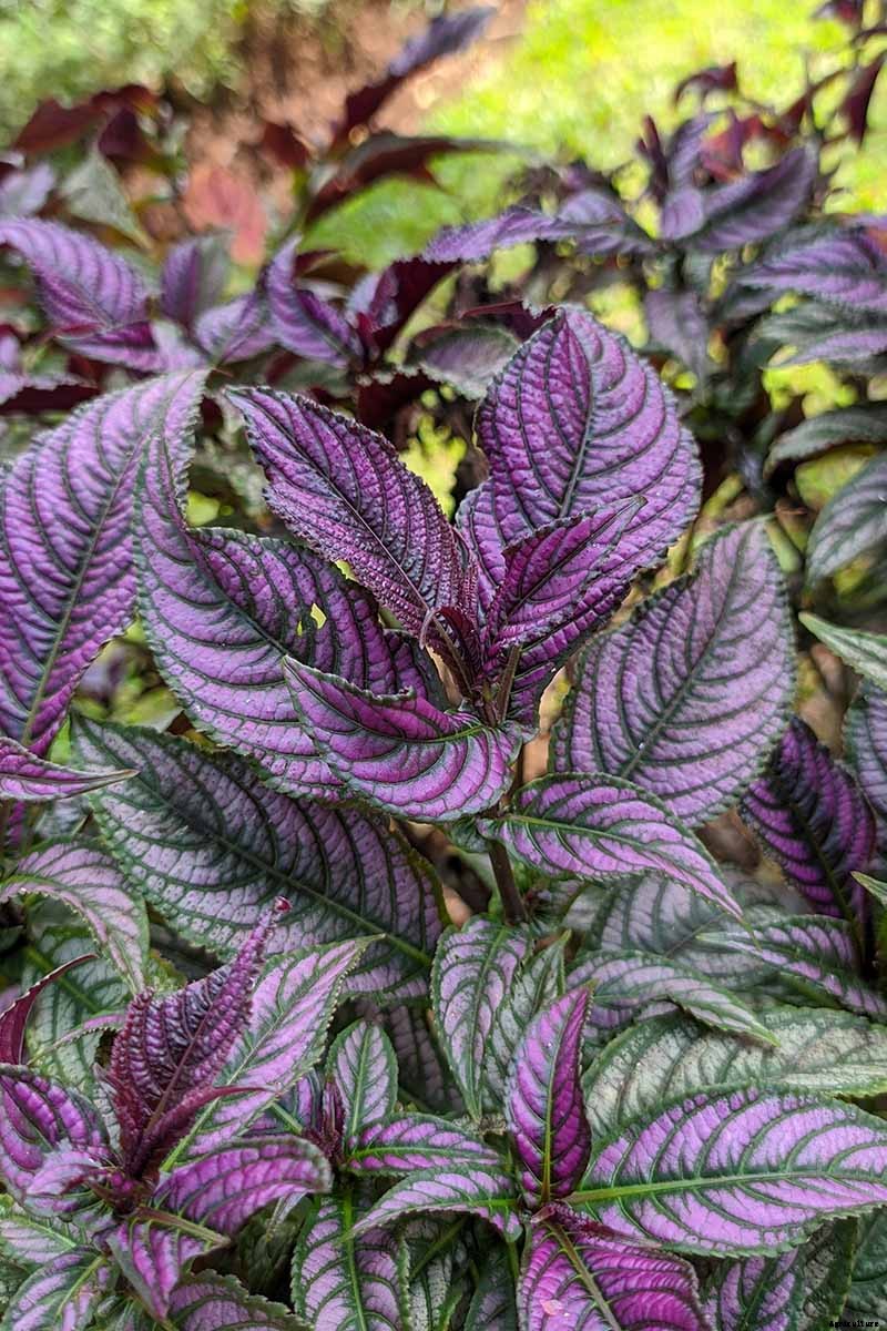 How to Grow Persian Shield, a Vividly Hued Foliage Plant
