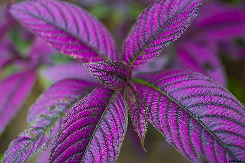 How to Grow Persian Shield, a Vividly Hued Foliage Plant