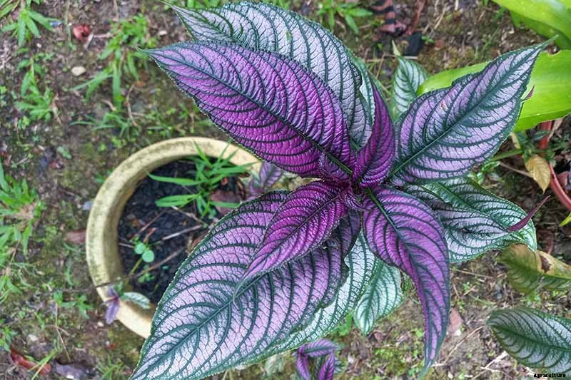 How to Grow Persian Shield, a Vividly Hued Foliage Plant