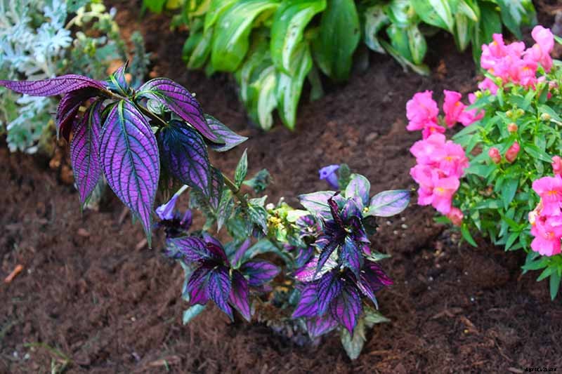 How to Grow Persian Shield, a Vividly Hued Foliage Plant