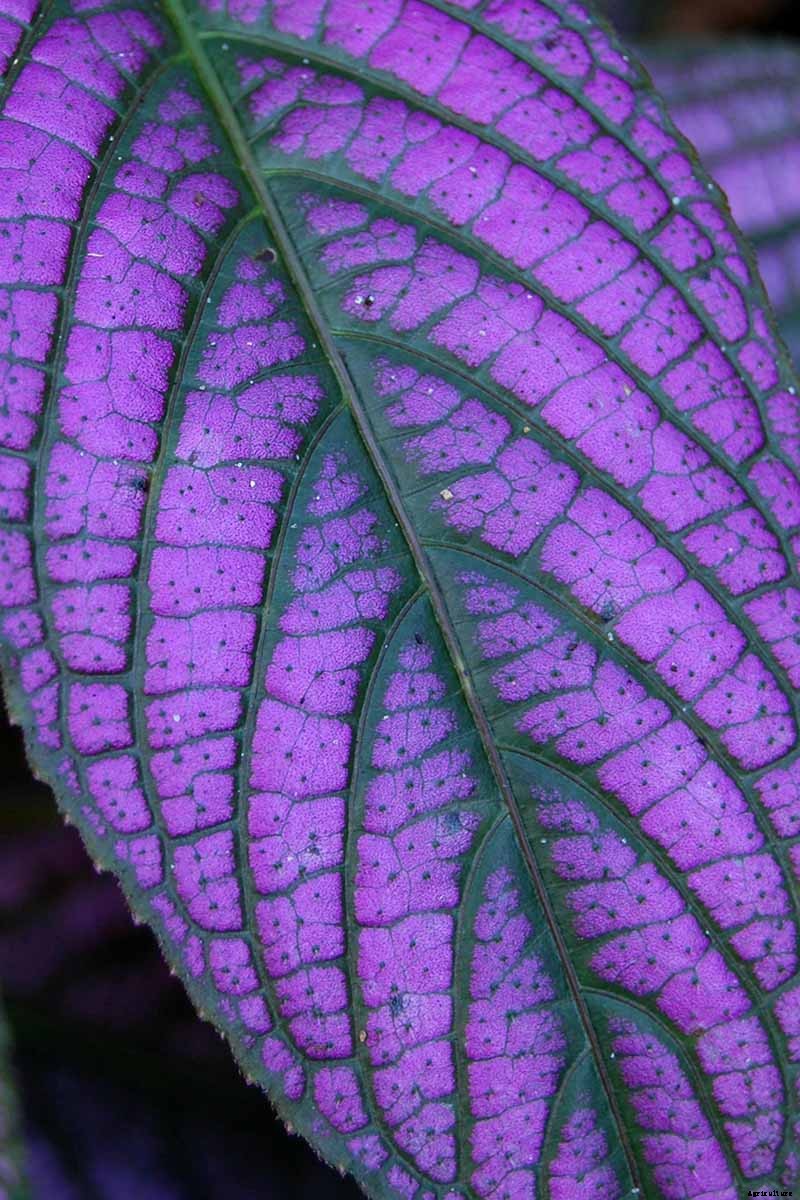How to Grow Persian Shield, a Vividly Hued Foliage Plant