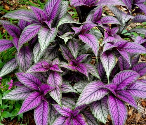 How to Grow Persian Shield, a Vividly Hued Foliage Plant
