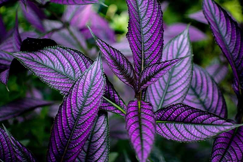 How to Grow Persian Shield, a Vividly Hued Foliage Plant