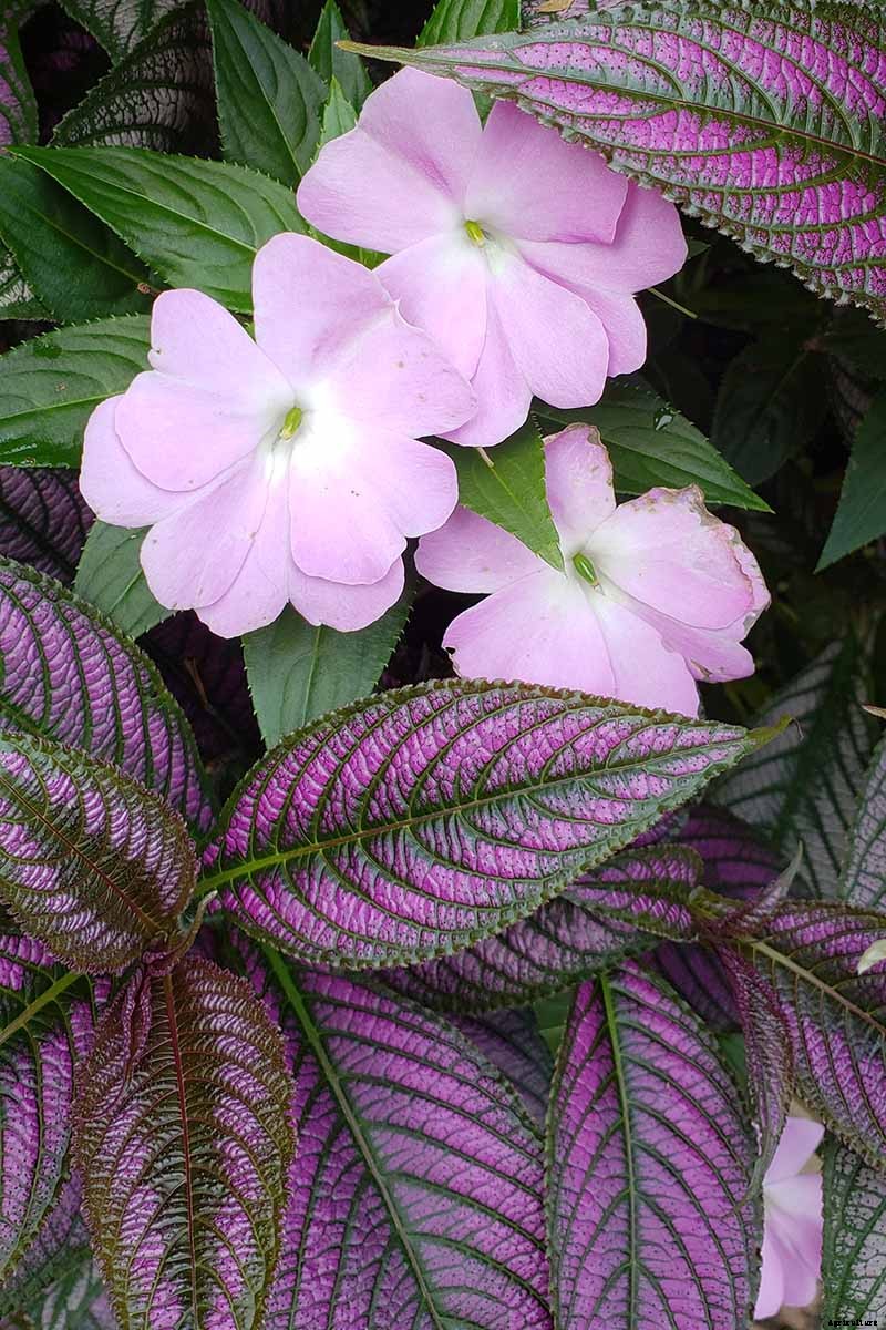 How to Grow Persian Shield, a Vividly Hued Foliage Plant