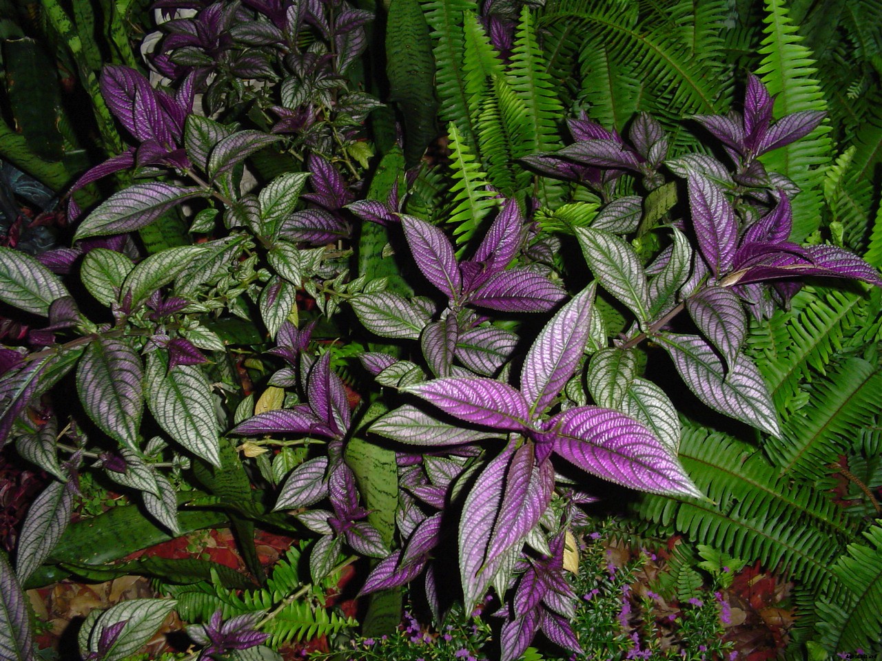 How to Grow Persian Shield, a Vividly Hued Foliage Plant