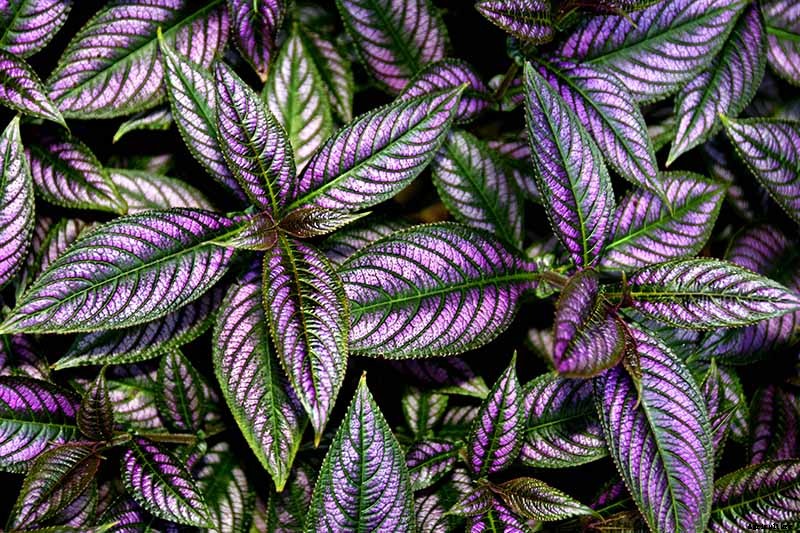 How to Grow Persian Shield, a Vividly Hued Foliage Plant