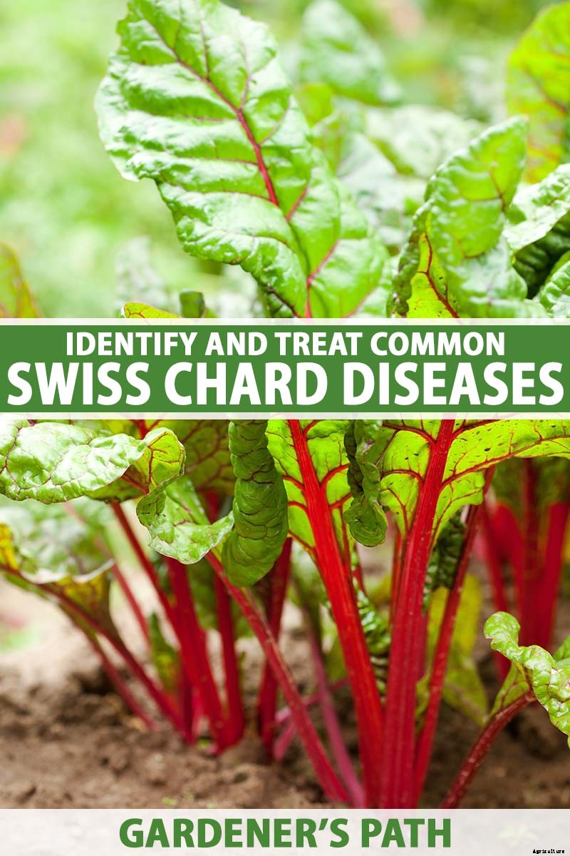9 Diseases That Can Destroy Your Swiss Chard