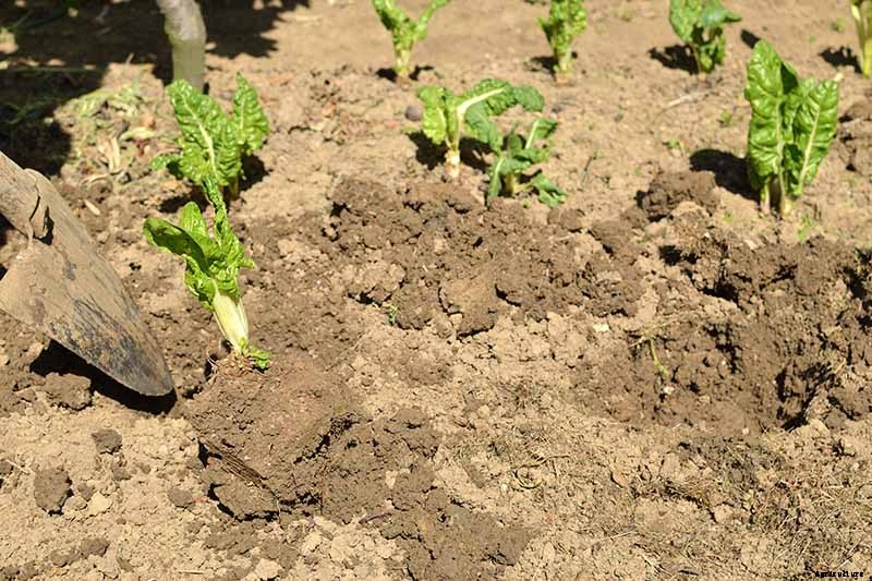 9 Diseases That Can Destroy Your Swiss Chard