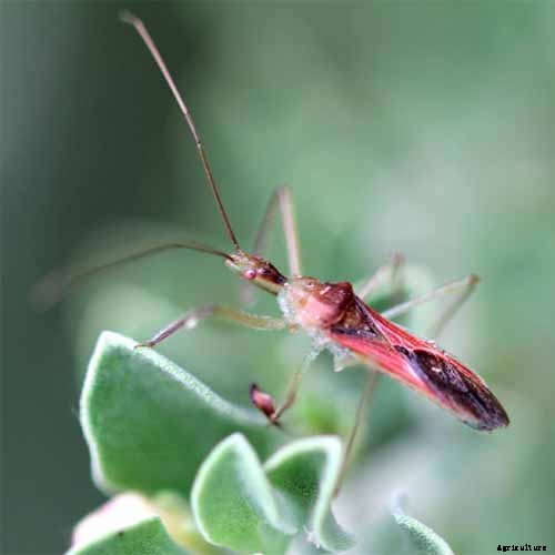 9 Diseases That Can Destroy Your Swiss Chard