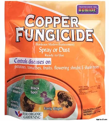 9 Diseases That Can Destroy Your Swiss Chard