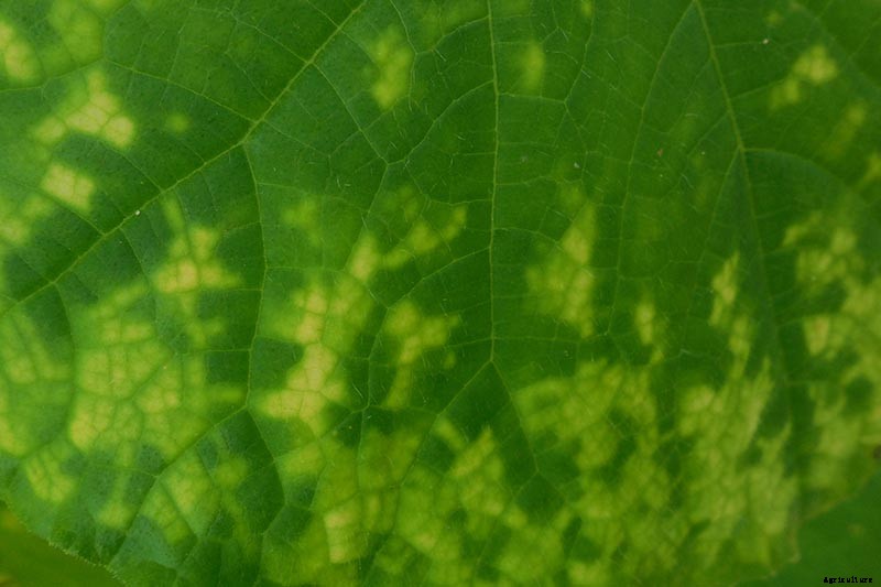 9 Diseases That Can Destroy Your Swiss Chard