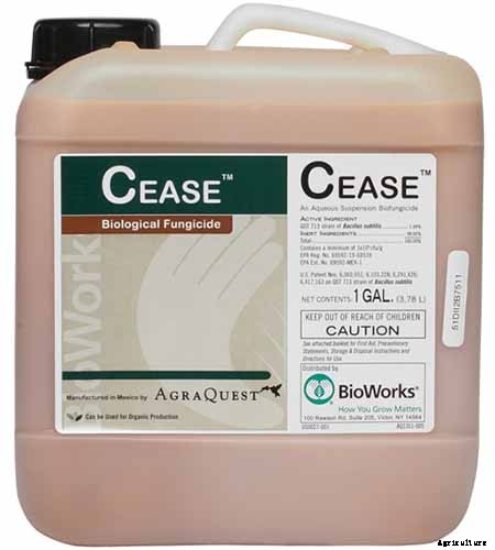 9 Diseases That Can Destroy Your Swiss Chard