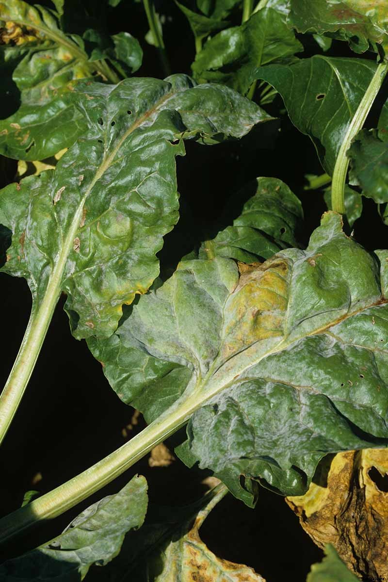9 Diseases That Can Destroy Your Swiss Chard