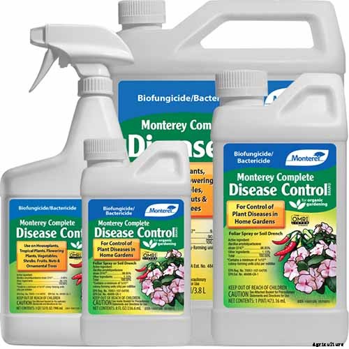 9 Diseases That Can Destroy Your Swiss Chard