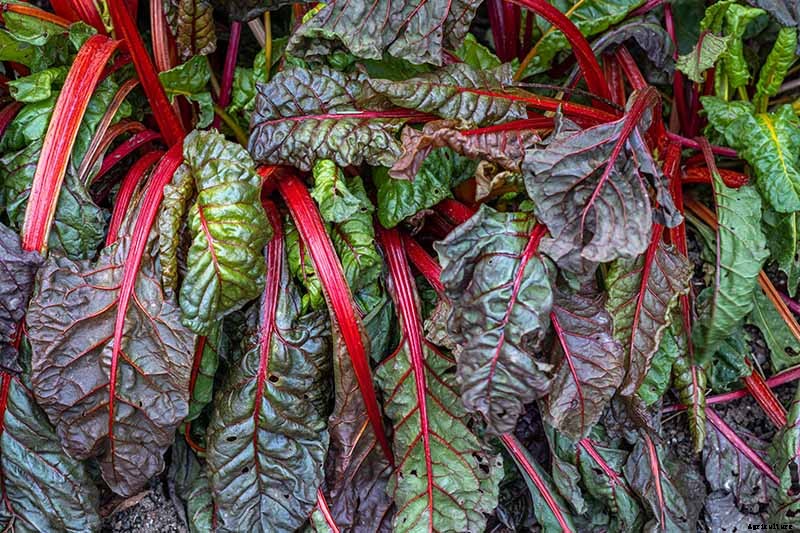 9 Diseases That Can Destroy Your Swiss Chard