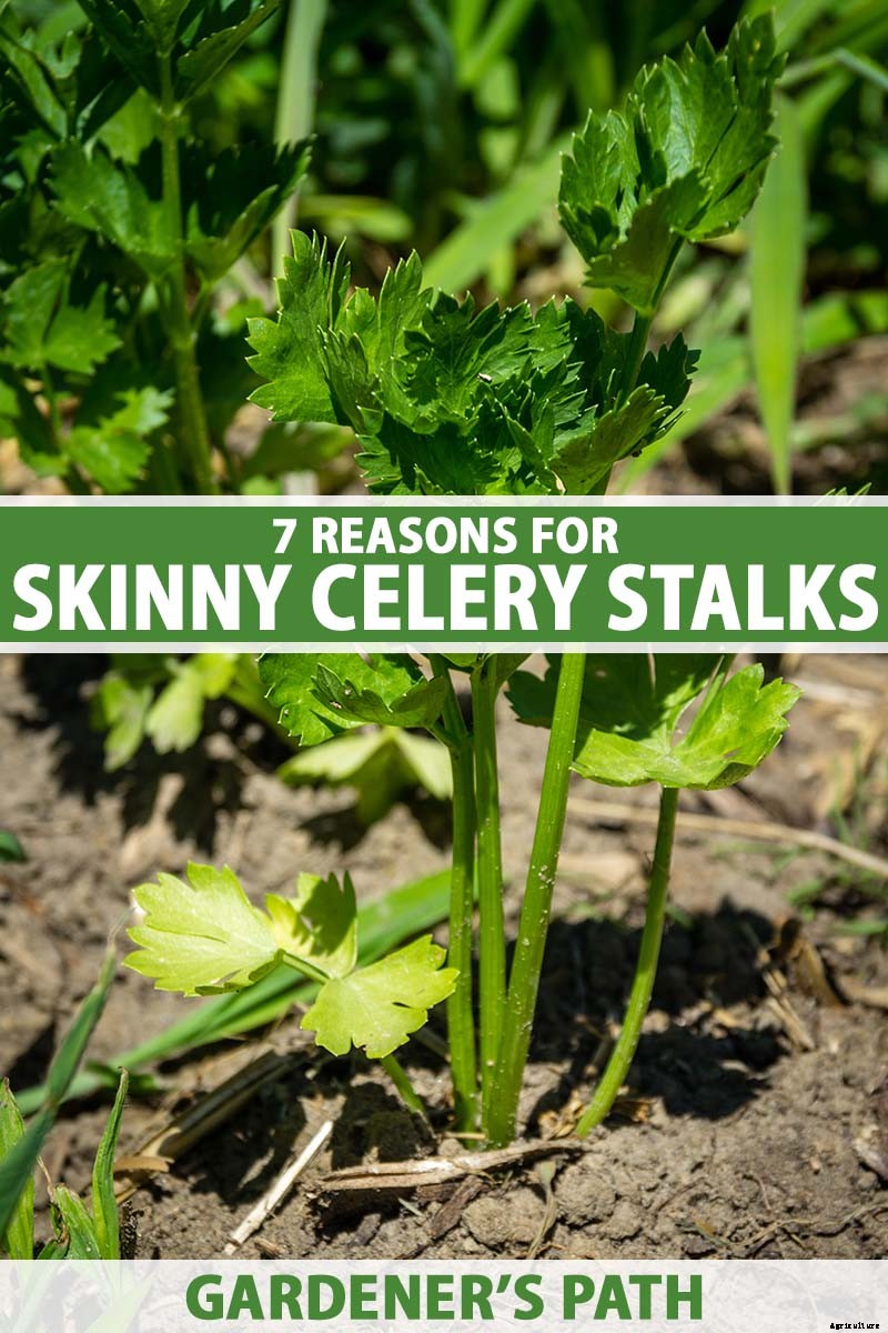 7 Reasons Why Homegrown Celery May Be Skinny