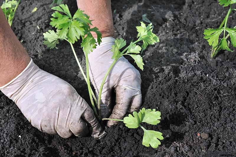 7 Reasons Why Homegrown Celery May Be Skinny